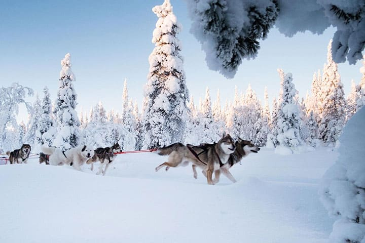 Husky Schlittenfahrt