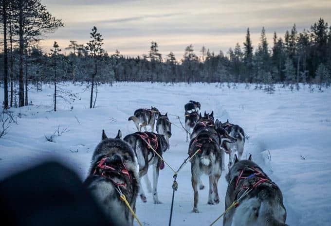 Huskysafari